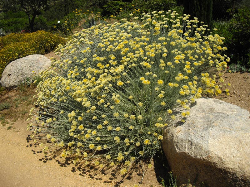Helichrysum italicum